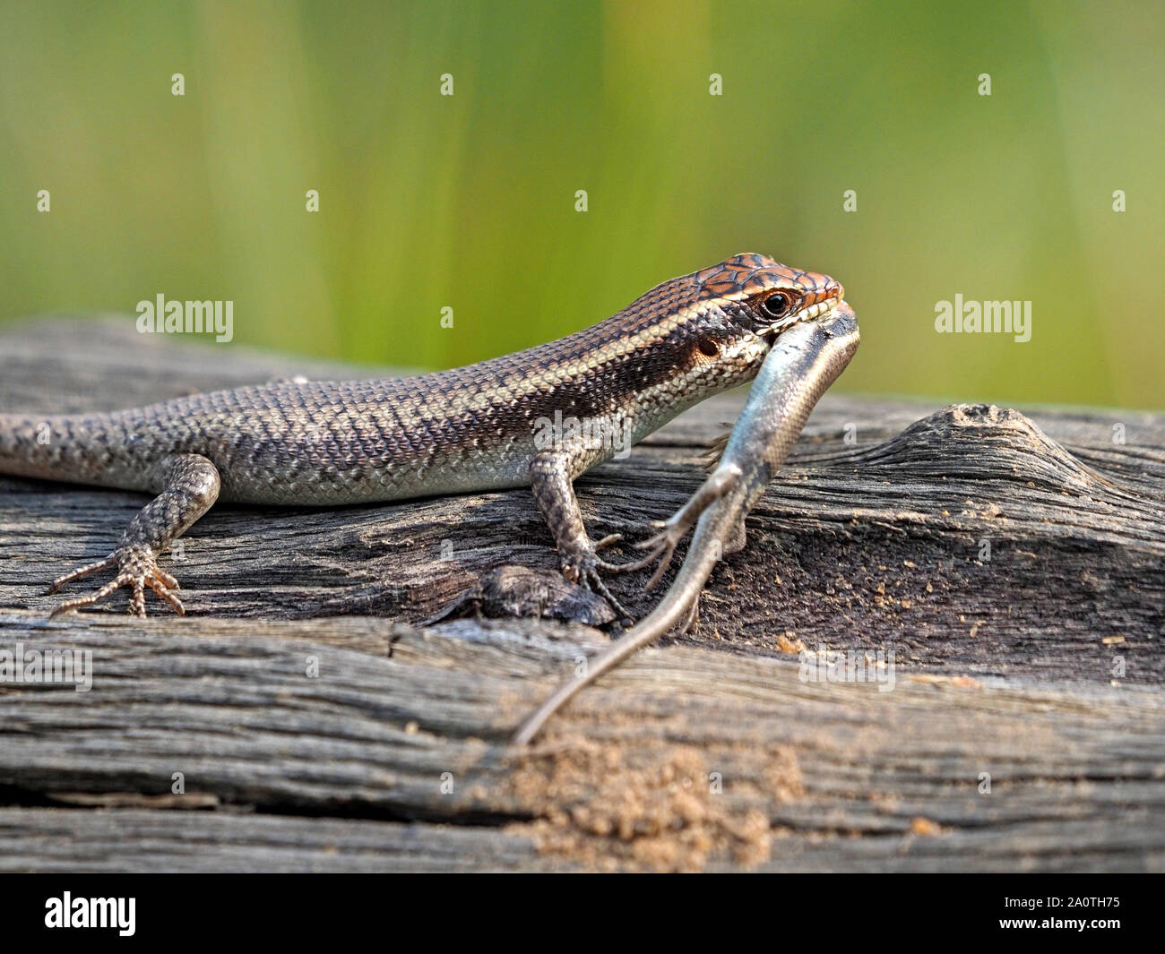 Cannibal African Striped Skink (Trachylepsis striata) with smaller victim of same species in its mouth on dead tree in South Luangwa, Zambia,Africa Stock Photo