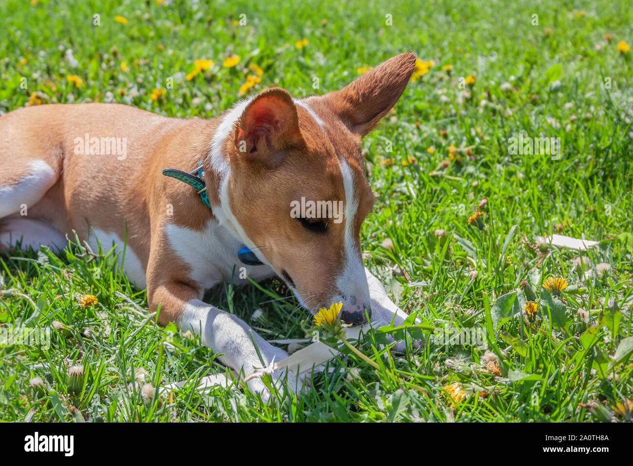 Basenji breed dog chewing piece of wood in the park Stock Photo