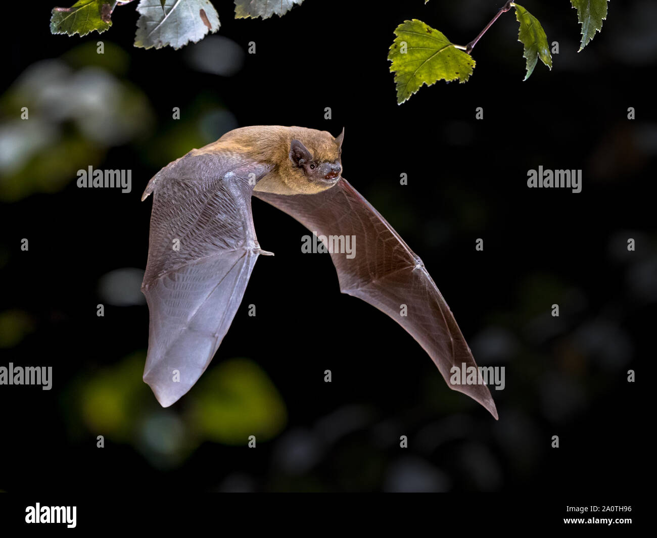 Flying Pipistrelle bat (Pipistrellus pipistrellus) action shot of hunting animal in natural forest background. This species is know for roosting and l Stock Photo