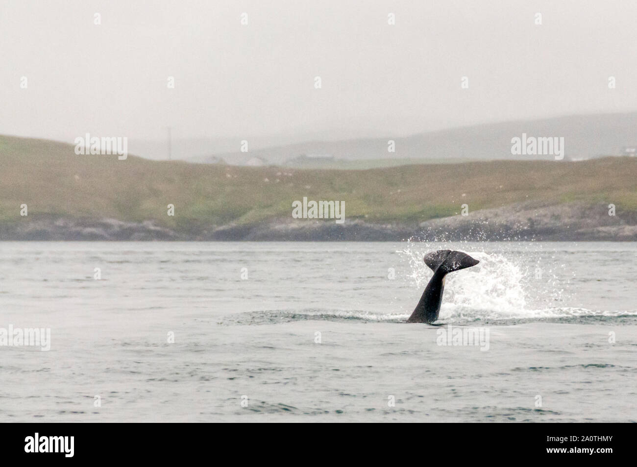 Tail flukes of a killer whale, Orcinus orca, hunting seal in Dury Voe