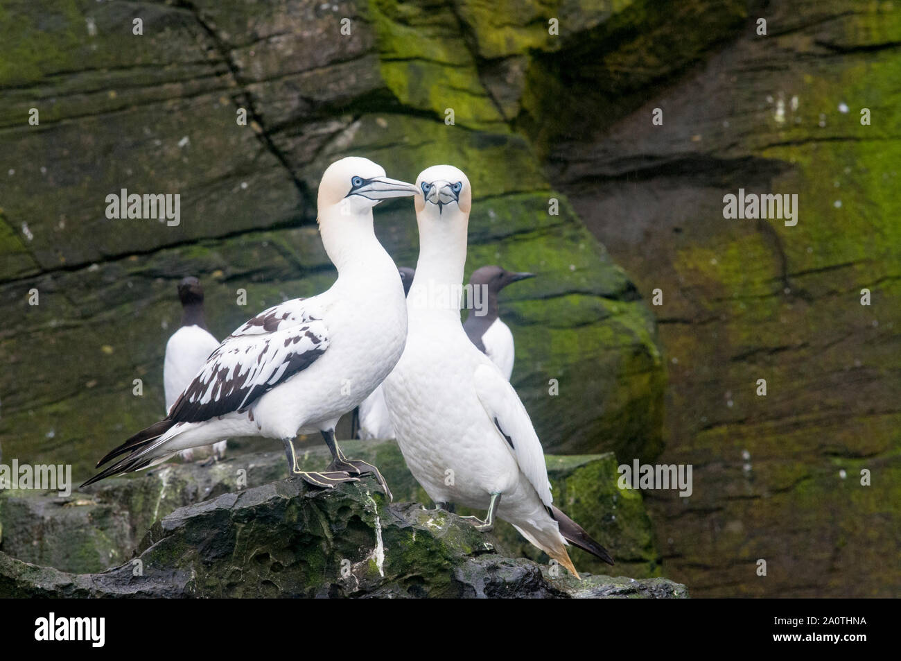 A pair of Northern Gannets, Morus bassanus, at Noss Cliffs, part of the breeding colony at Noss National Nature Reserve, in Shetland. Stock Photo