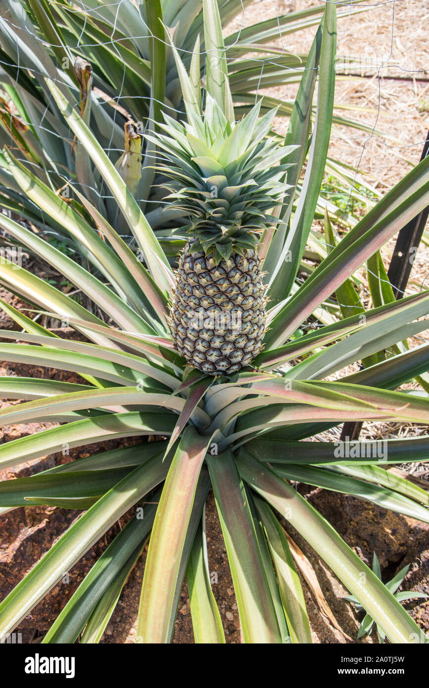 Spiky Tropical Plant High Resolution Stock Photography and Images Alamy