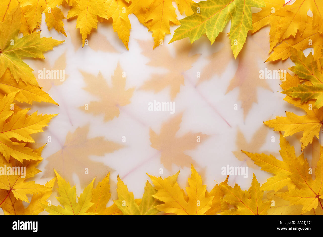 Autumn background with a frame of yellow maple leaves and copy space ...