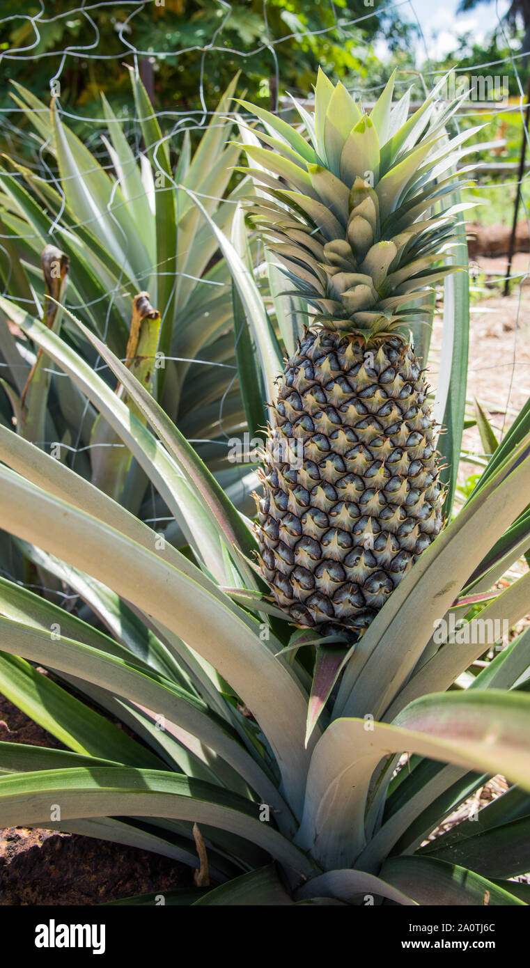 Spiky Tropical Plant High Resolution Stock Photography and Images Alamy