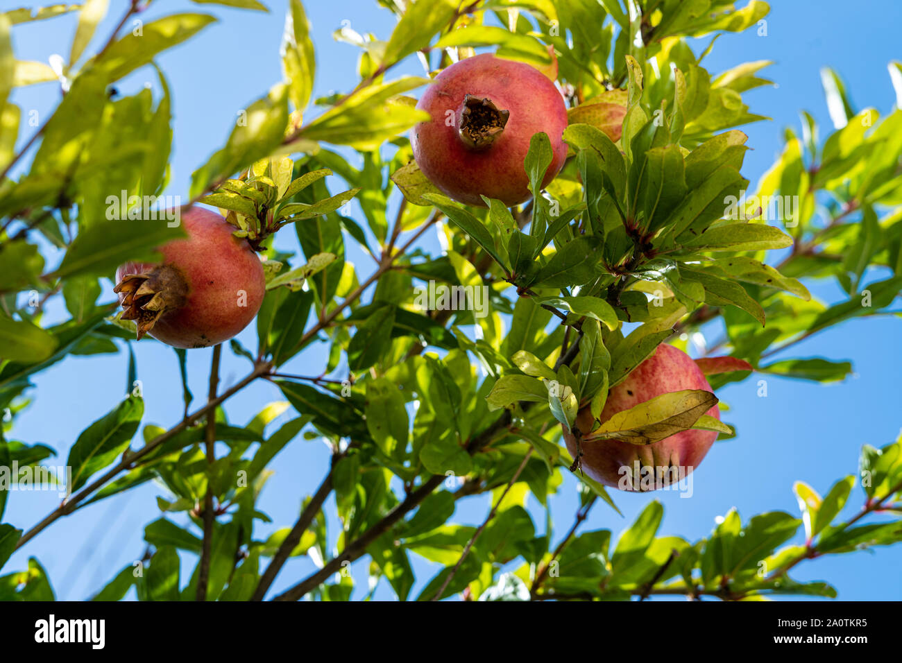 Pomegranate (Punica granatum) tree, Tocello, Italy Stock Photo