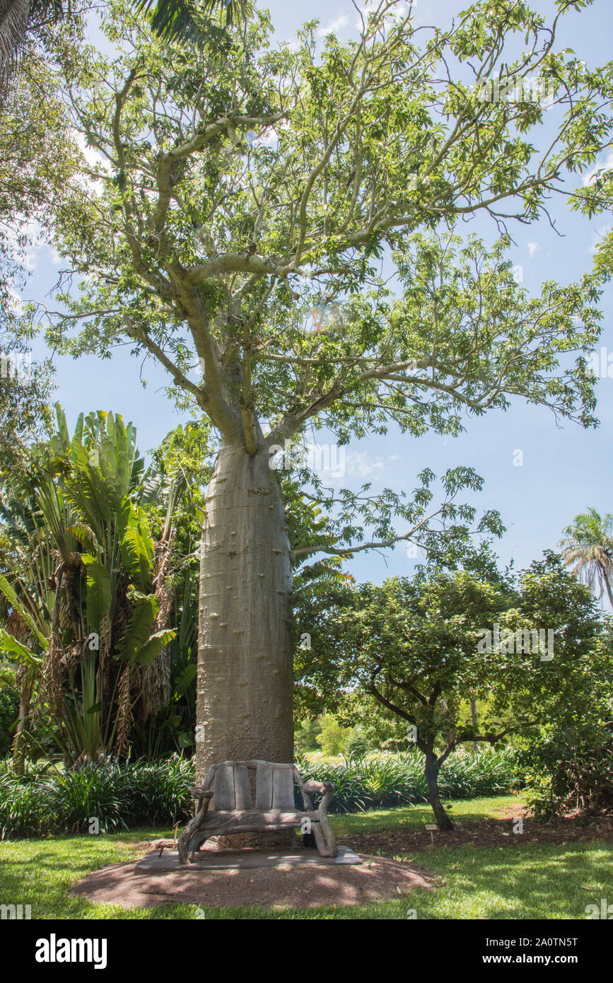 Large, baobab tree growing under a sunny sky with unique natural wood
