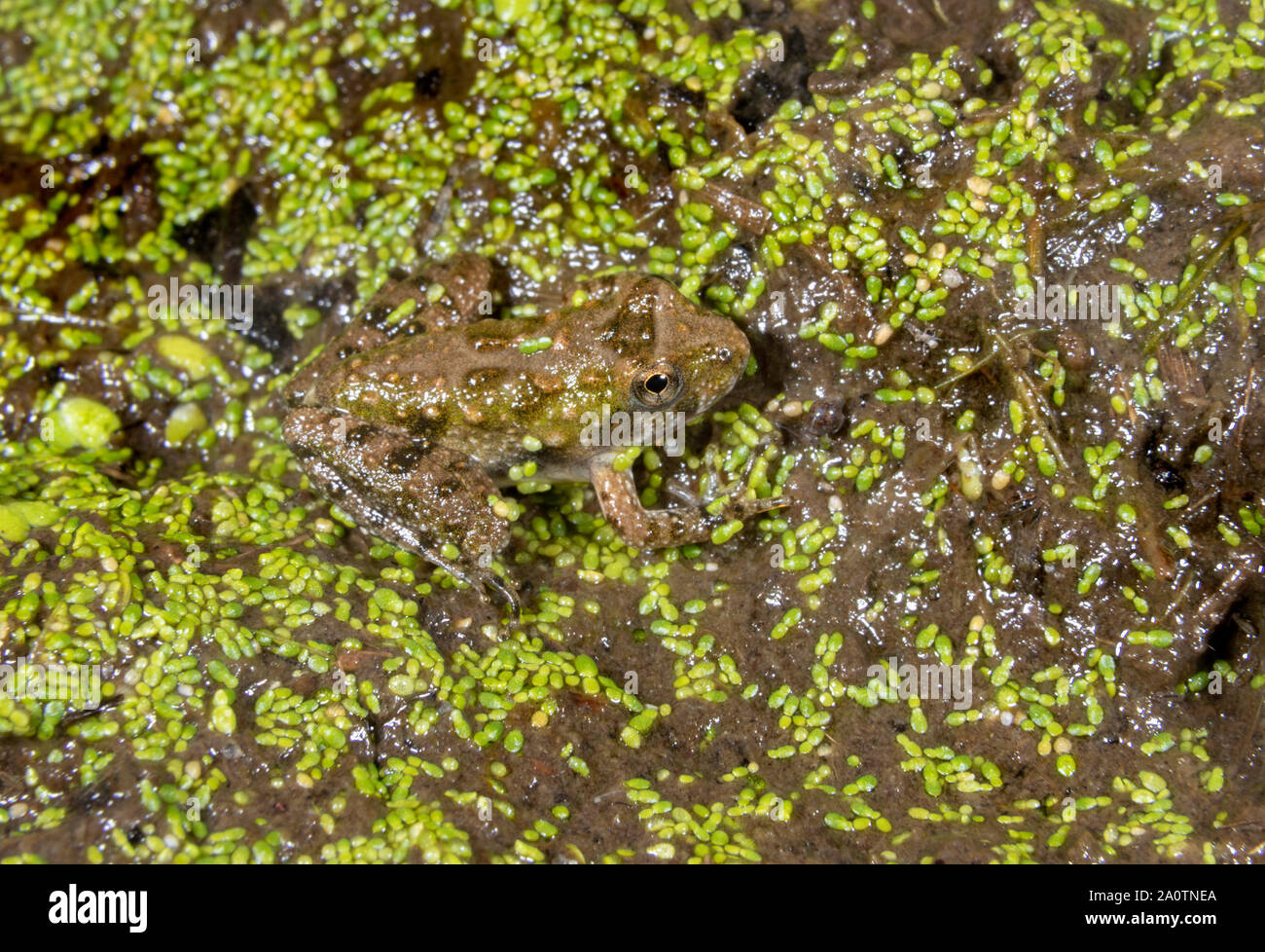 Blanchard's Cricket Frog (Acris blanchardi) camouflaging at the edge of forest swamp, Iowa, USA. Stock Photo