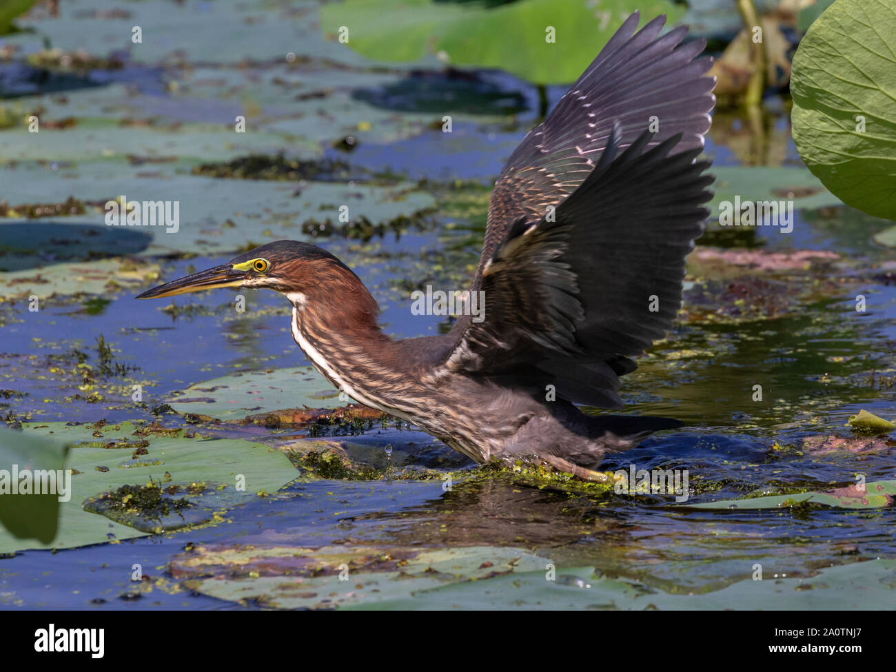 Green heron (Butorides virescens) hunting in a forest swamp among lotus leaves, Brazos Bend State Park, Texas, USA Stock Photo