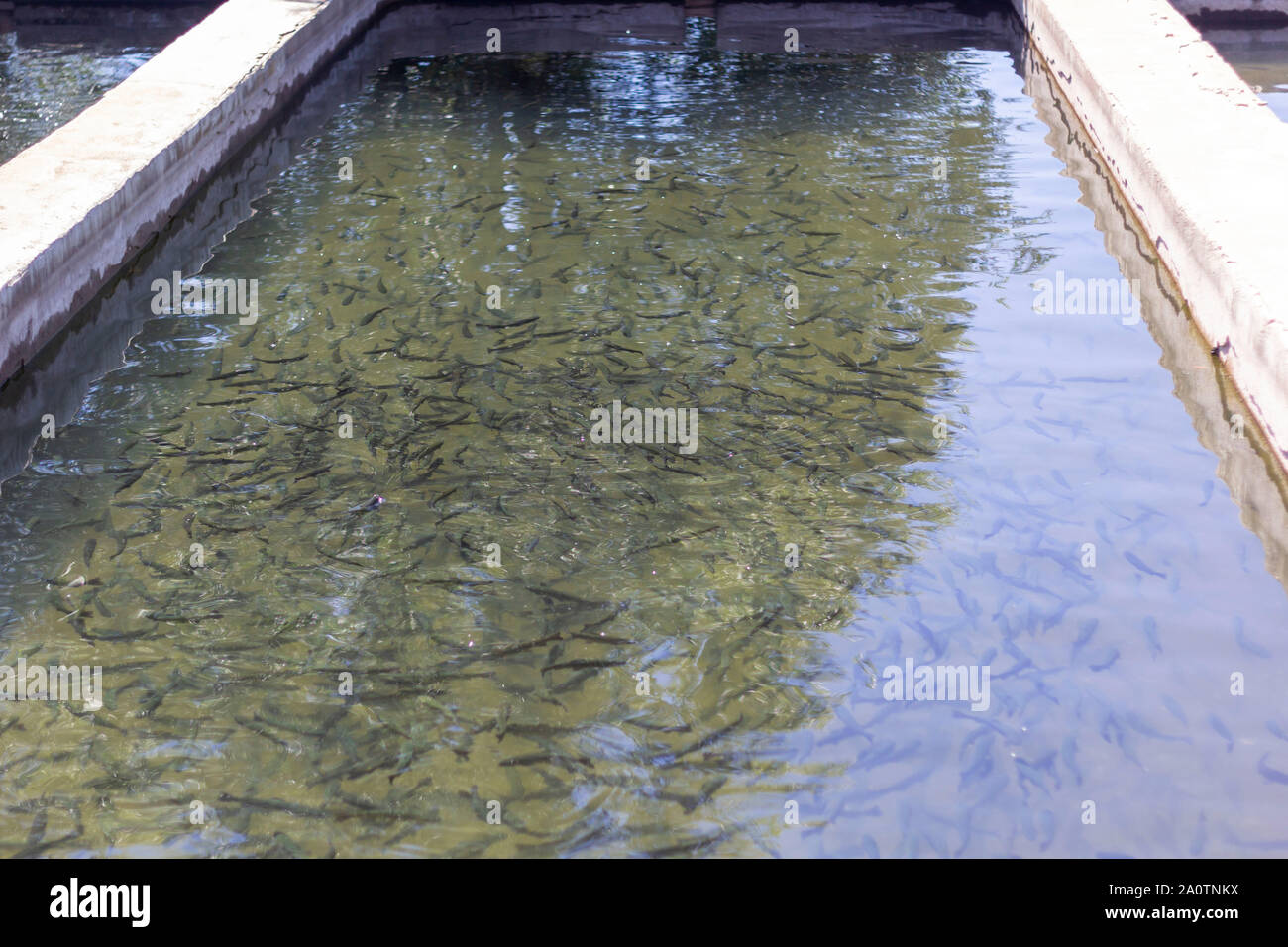 Rainbow trout (Oncorhynchus mykiss) in hatchery raceway. Trout farm ...