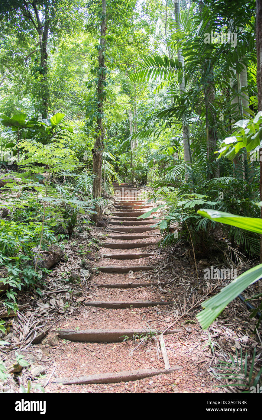 Peaceful rainforest walk path with stairs and lush greenery in tropical