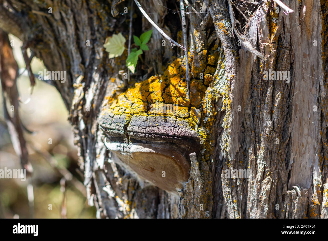 Close-up on an Inonotus obliquus Stock Photo