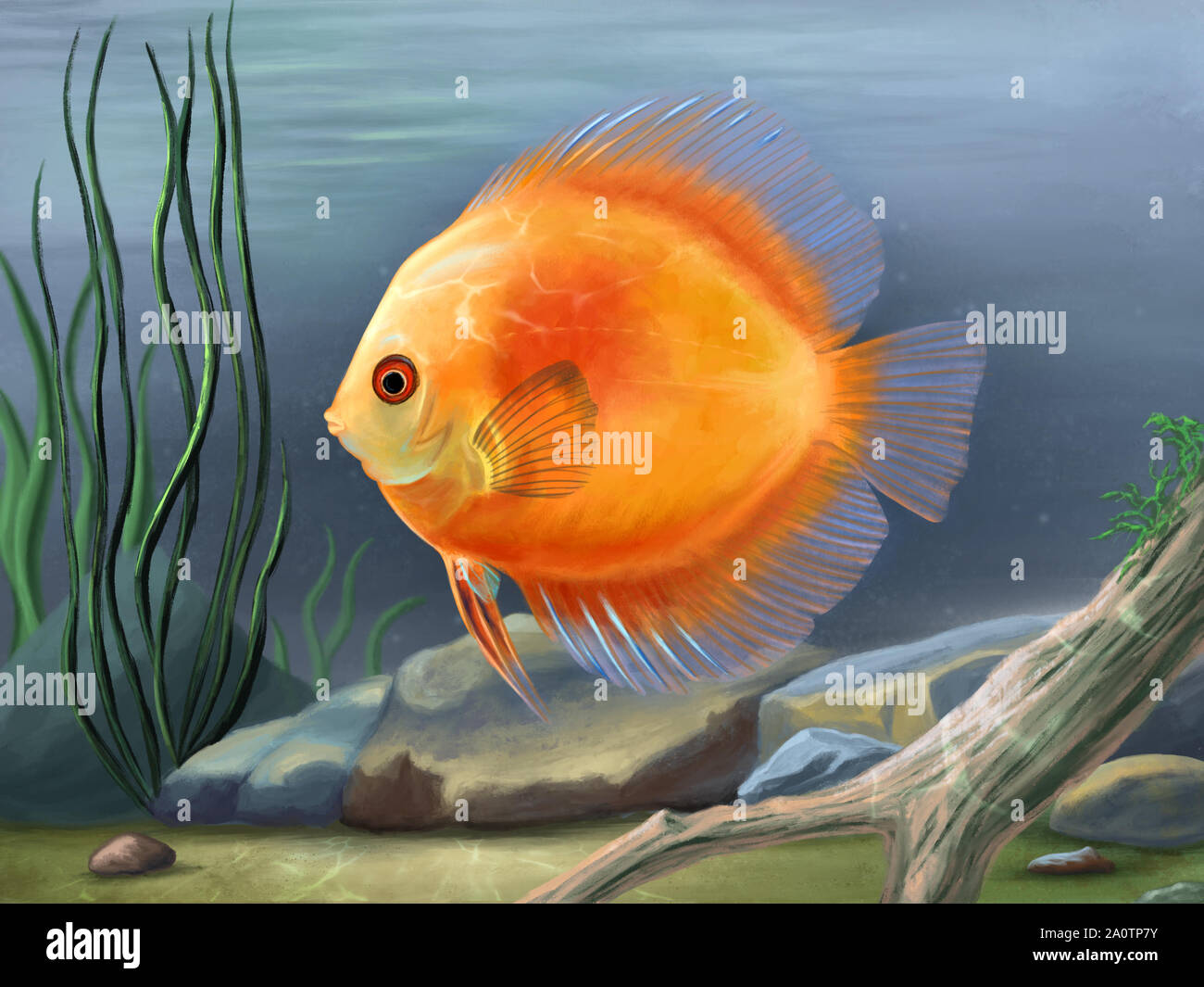 Discus fish, Symphysodon aequifasciatus, swimming in an underwater environment with stones and plants. Digital painting. Stock Photo