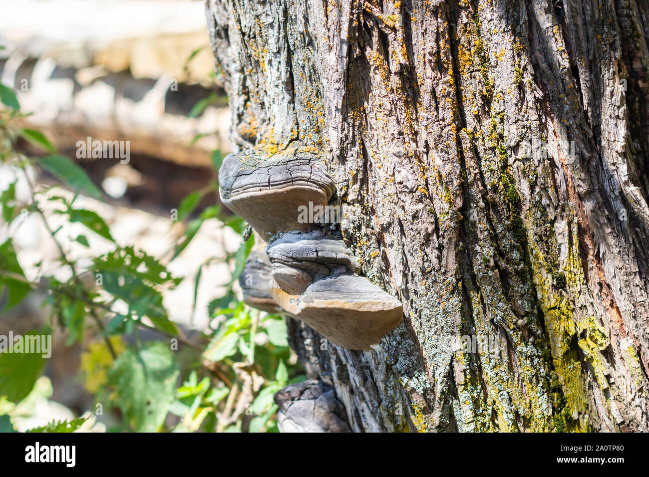 Close-up on an Inonotus obliquus Stock Photo