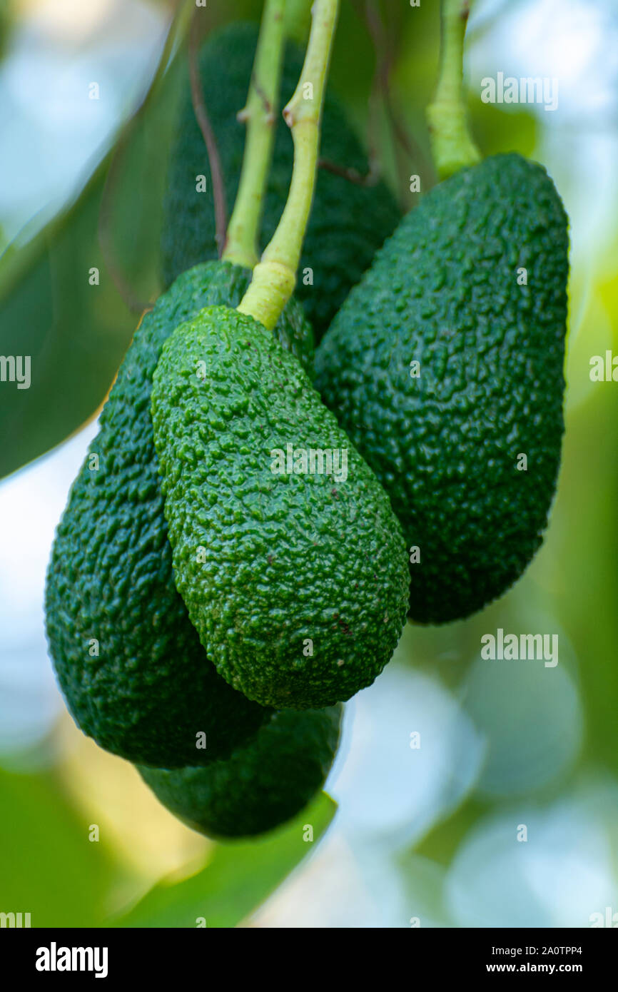 Cultivation on farms of tasty hass avocado trees, organic avocado