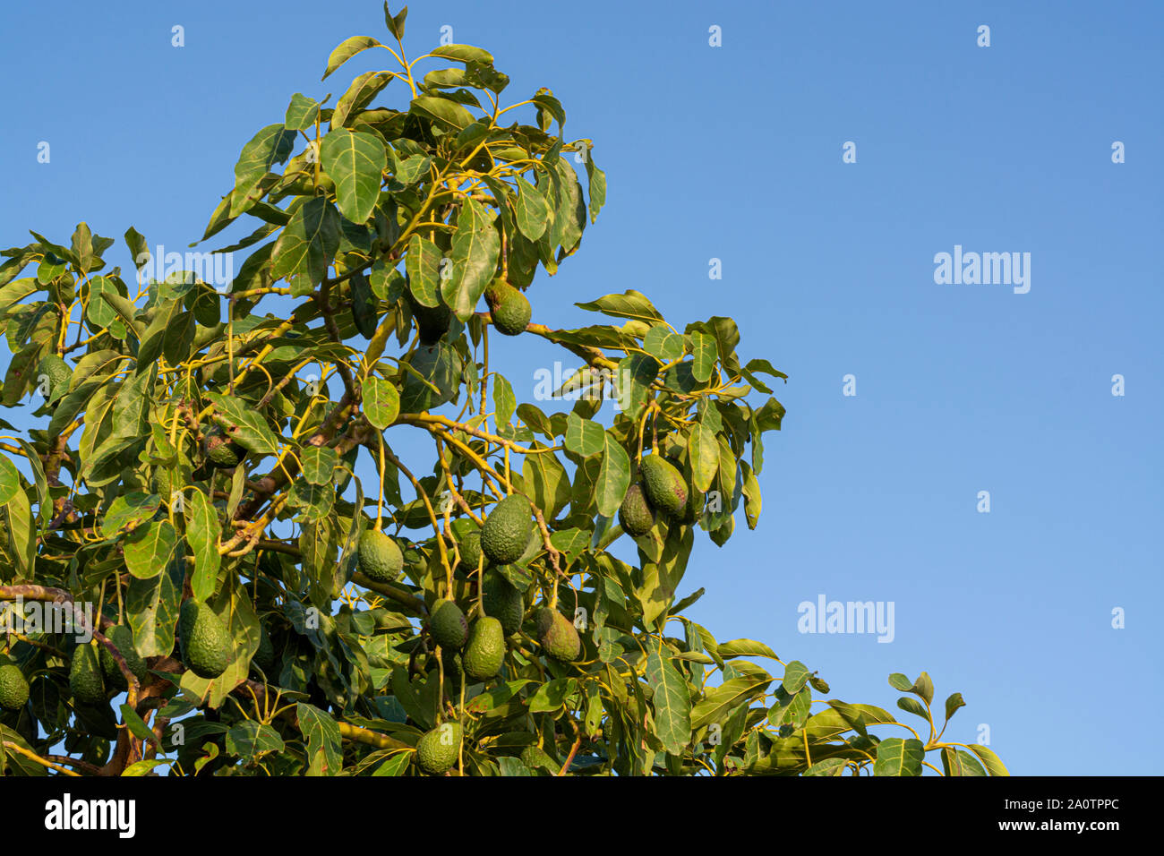 Cultivation on farms of tasty hass avocado trees, organic avocado