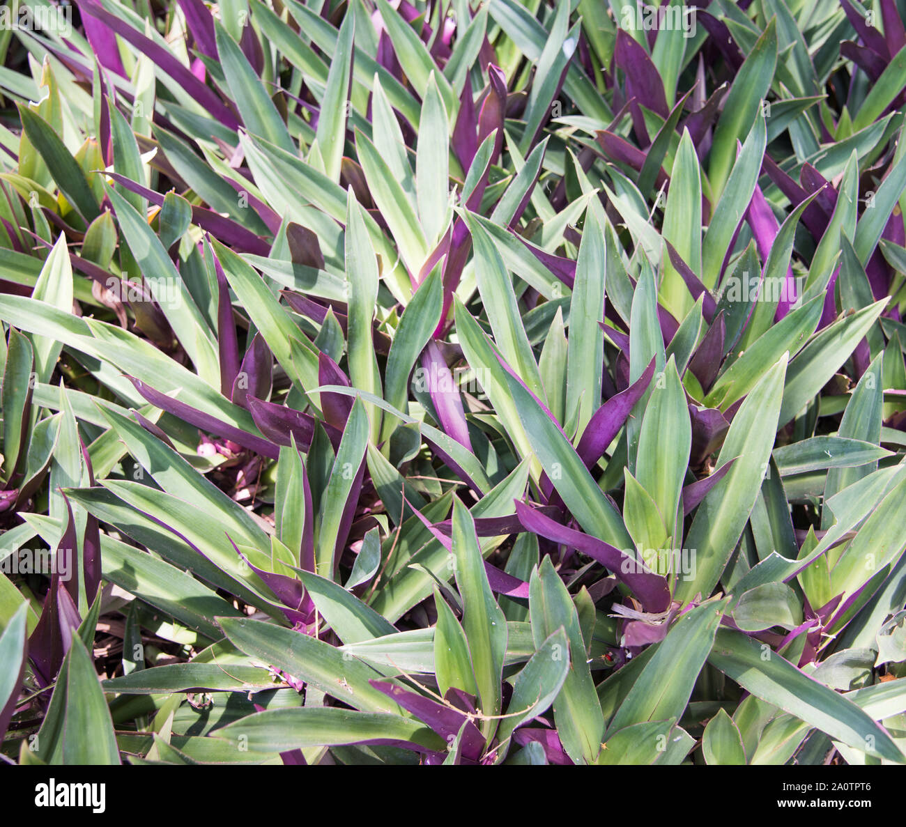 Full frame of the Moses in the cradle plant with two tone green