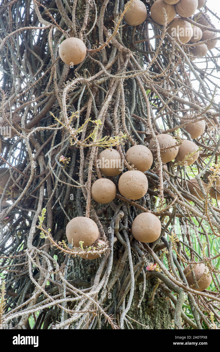 Close Up Of The Large Ball Shaped Fruit On A Cannonball Tree In
