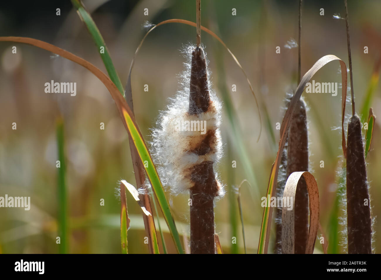 Cattail spike with flowers blowing in wind Stock Photo - Alamy