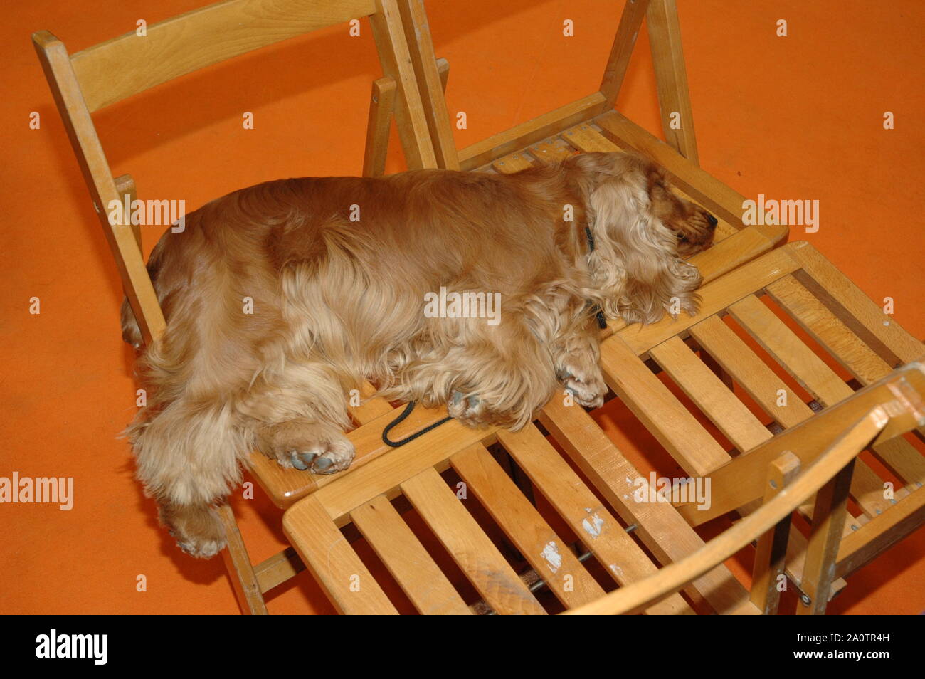 Red English Cocker Spaniel resting on the chair Stock Photo