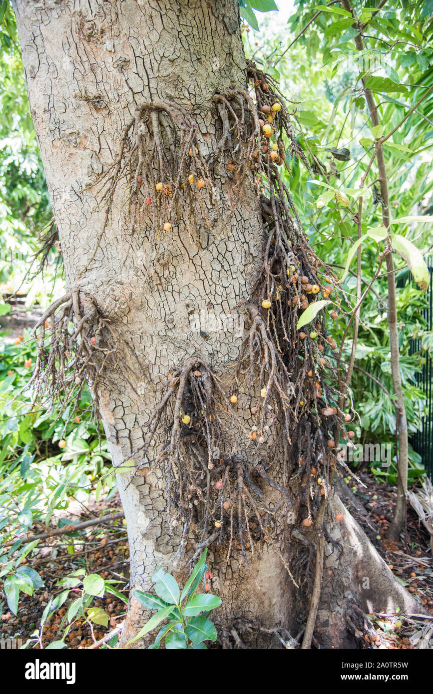 Unique branches and tree fruits growing on tropical tree in Darwin