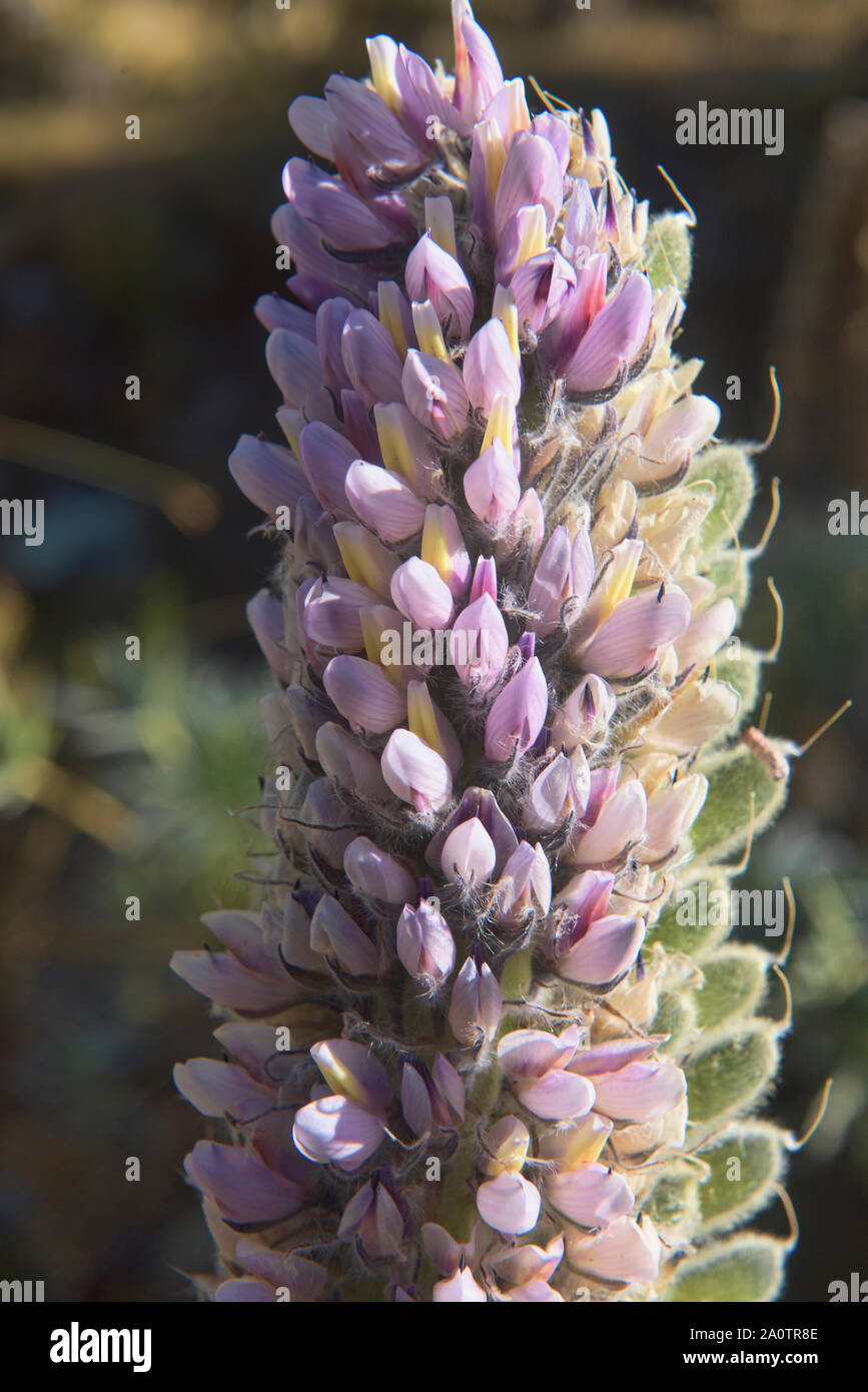Dalea weberbaueri (Fabaceae) growing near Alpamayo Basecamp in the Cordillera Blanca, Ancash, Peru Stock Photo