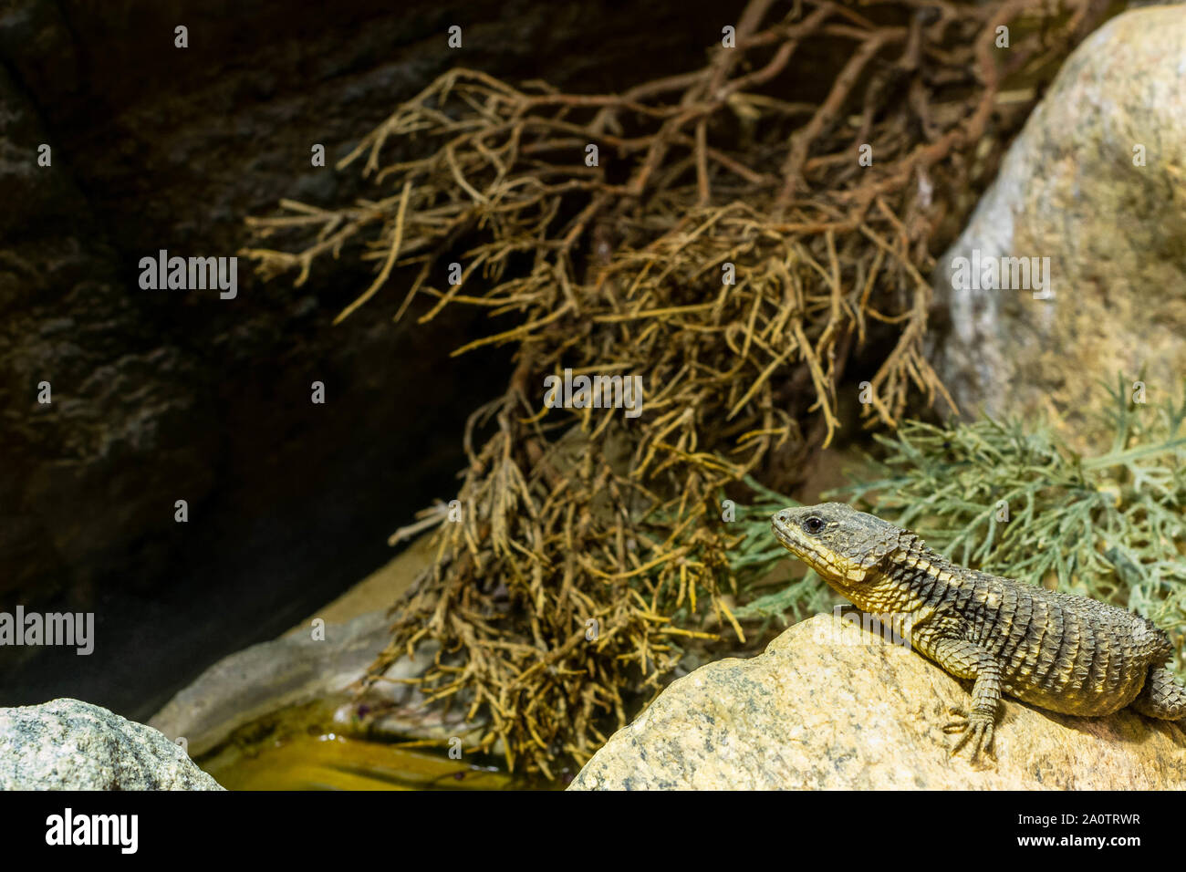 little lizard in its fake habitat, Berlin zoo Stock Photo Alamy