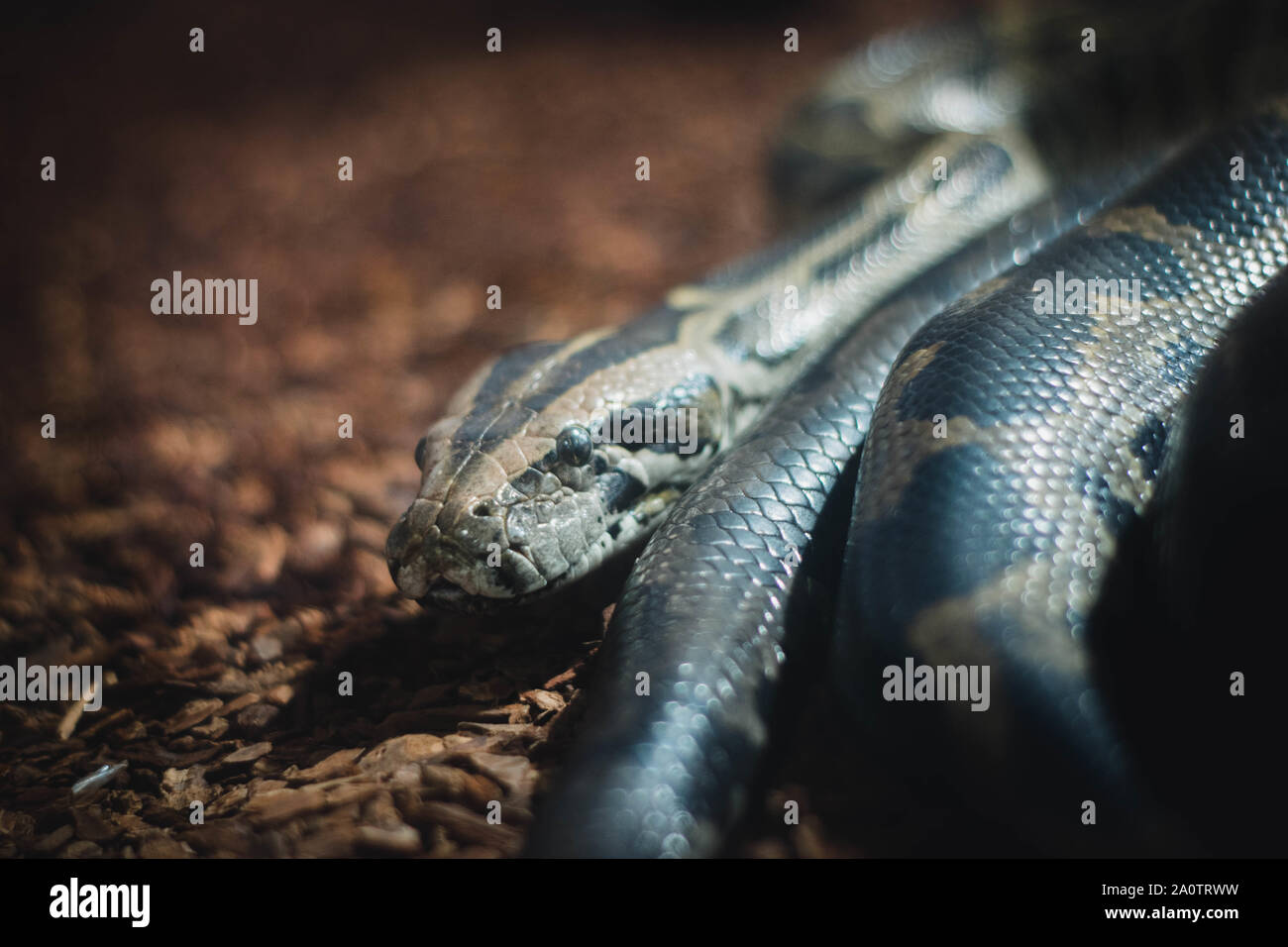 Deadly predator hires stock photography and images Alamy