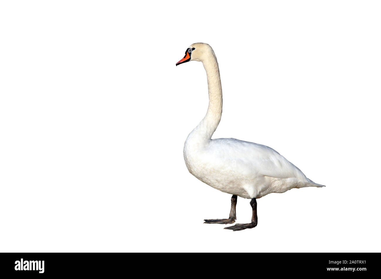 Mute Swan standing. Isolated on white background. Stock Photo