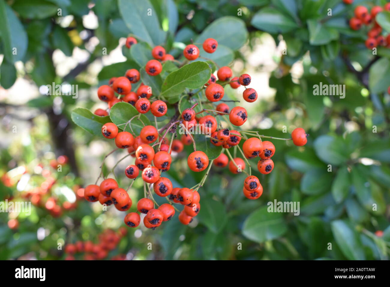 Autumnal berries on a firethorn hedge (Pyracantha coccinea). Stock Photo