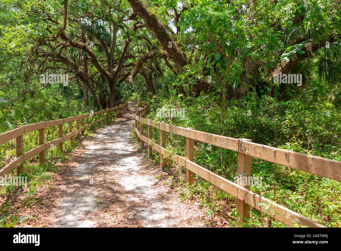 Dirt pathway through southern live oak hammock trail (Quercus virginiana) forest covered in resurrection fern - Long Key Natural Area, Davie, Florida Stock Photo