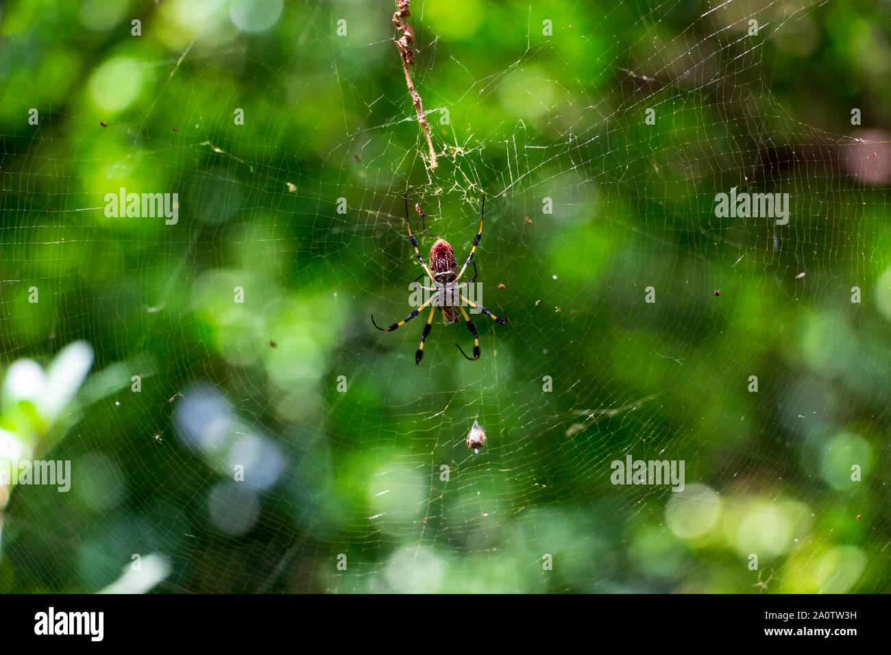 Golden Silk Orb Weaver Spider Nephila Clavipes In Web Long Key