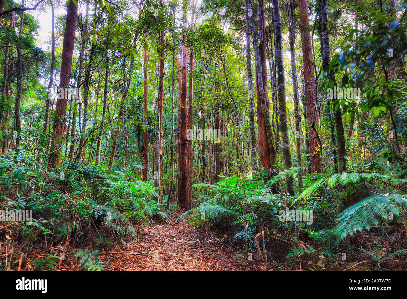 Hiking track deep in gum tree woods of Dorrigo National park between tall evergreen tree trunks and ferns - endemic nature of Australian continent. Stock Photo