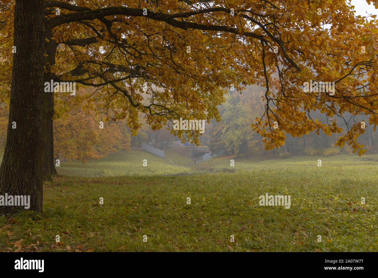 Big Oak Leaf High Resolution Stock Photography and Images - Alamy