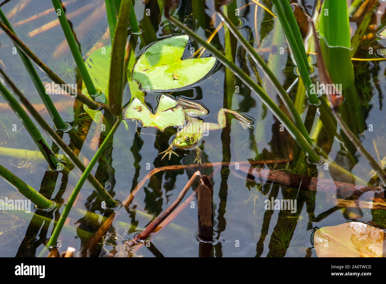 Pig Frog (Rana grylio) floating in lake Long Key Natural Area, Davie