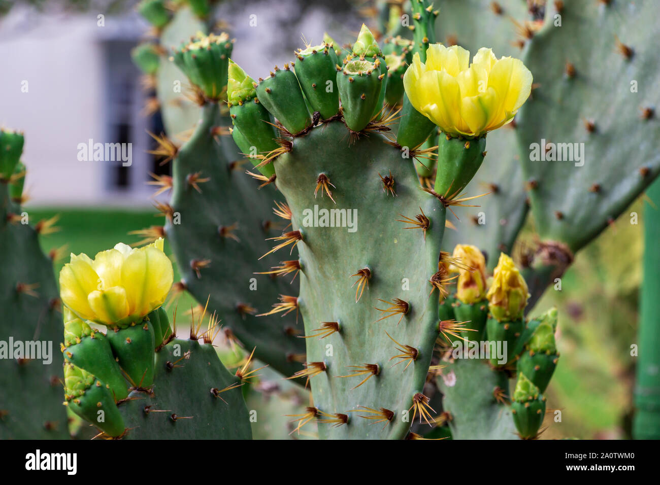Erect Prickly Pear Cactus (Opuntia stricta) - Pembroke Pines, Florida, USA  Stock Photo - Alamy