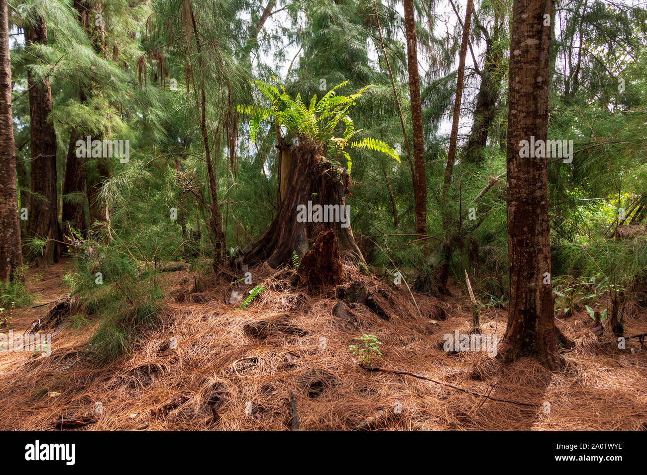 Fern growing from Australian pine tree stump Wolf Lake Park, Davie