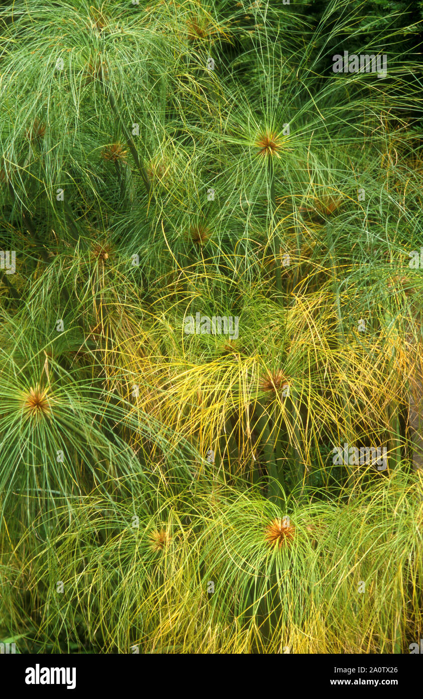 CYPERUS PAPYRUS (KNOWN AS EGYPTIAN PAPER REED OR GIANT PAPYRUS) IS THE