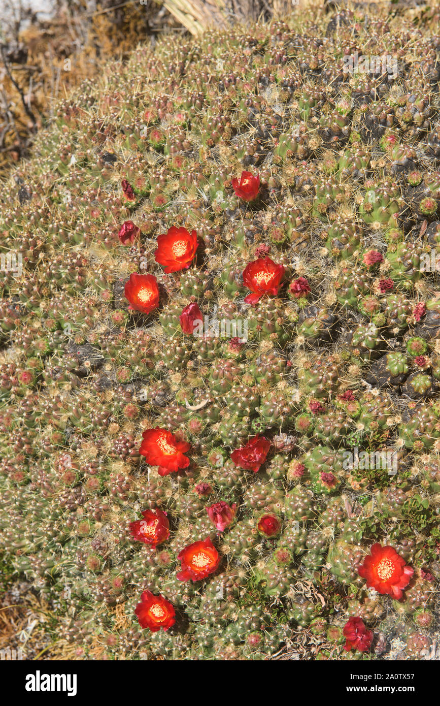 Mound cactus flowers (Tephrocactus floccosus) in the Cordillera Blanca, Ancash, Peru Stock Photo