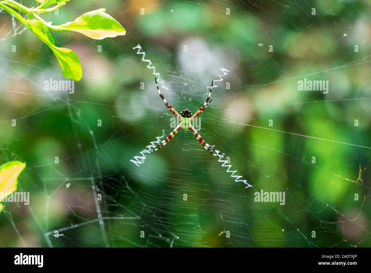 Florida garden spider (Argiope florida) in web - Pembroke Pines, Florida, USA Stock Photo