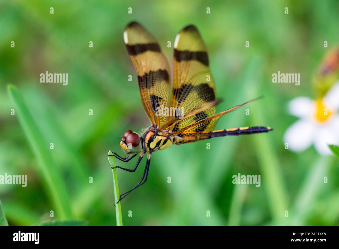 Halloween pennant dragonfly (Celithemis eponina) closeup on blade of