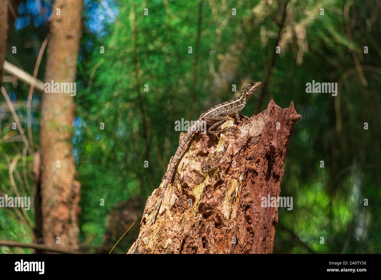 Brown basilisk (Basiliscus vittatus) lizard on tree stump - Wolf Lake Park, Davie, Florida, USA Stock Photo