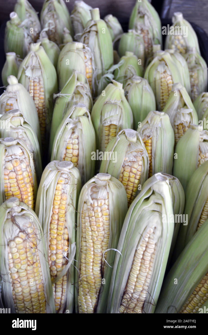 corncobs for sale at the fair Stock Photo