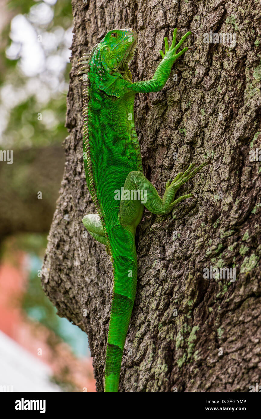 Green iguana (iguana iguana) on southern live oak tree - Davie, Florida, USA Stock Photo