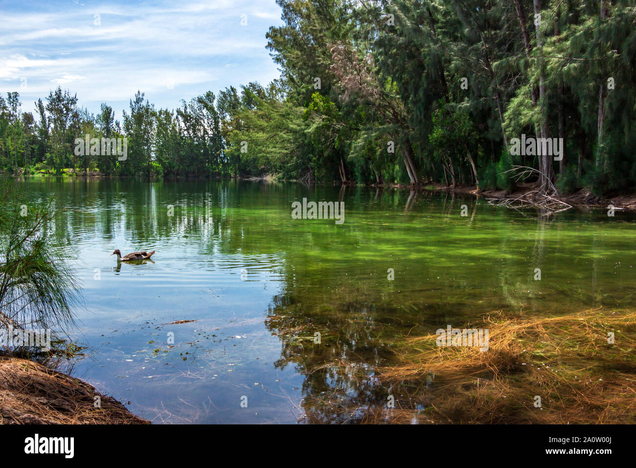 Green lake with duck and Australian pine tree (Casuarina equisetifolia