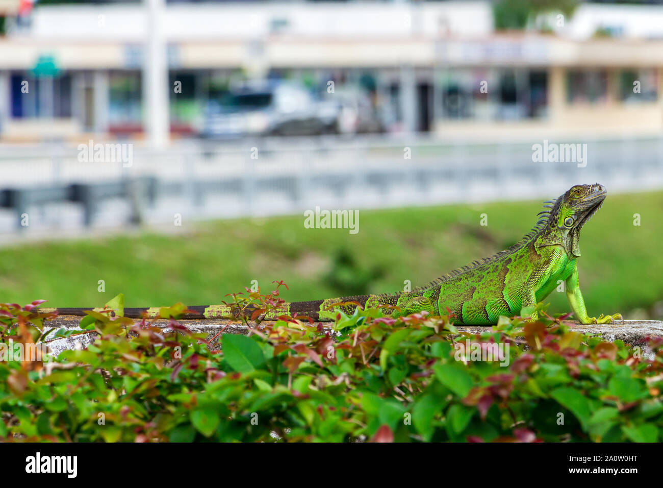 Green iguana (iguana iguana) on wall in urban environment, copyspace - Pembroke Pines, Florida, USA Stock Photo
