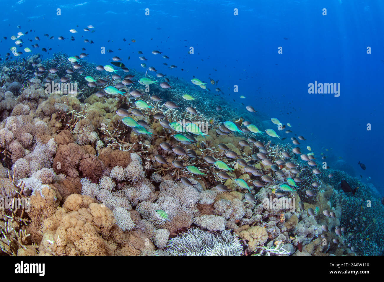 School of Green Chromis damselfish swim across coral reef with 'waving hand' Xenia corals. Nusa Lembongan, Bali, Indonesia. 2016 Stock Photo