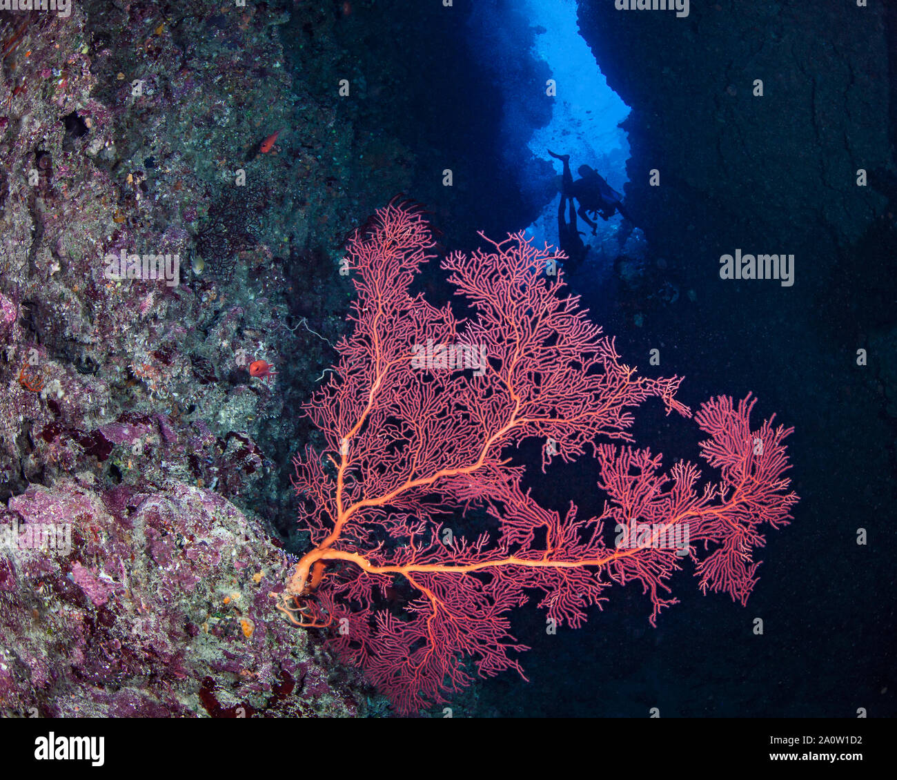 Red seafan heralds the entrance to a crevice in an undersea wall. Scuba divers explore the dark narrow channel. Beqa Lagoon, Fiji Stock Photo