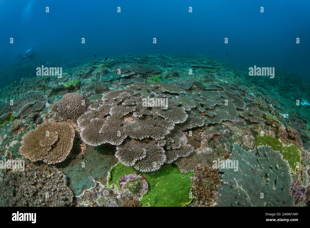 Scuba diver (silhouetted in blue water background) explores massive table corals on ocean floor. Nusa Lembongan, Bali, Indonesia. Stock Photo