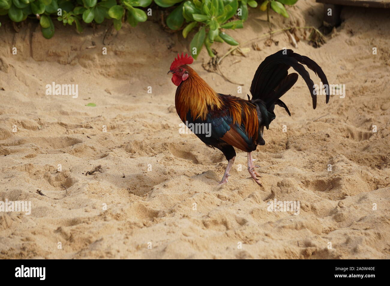 Rooster struts on the sand of Poipu Beach in Kauai. Feral chickens roam