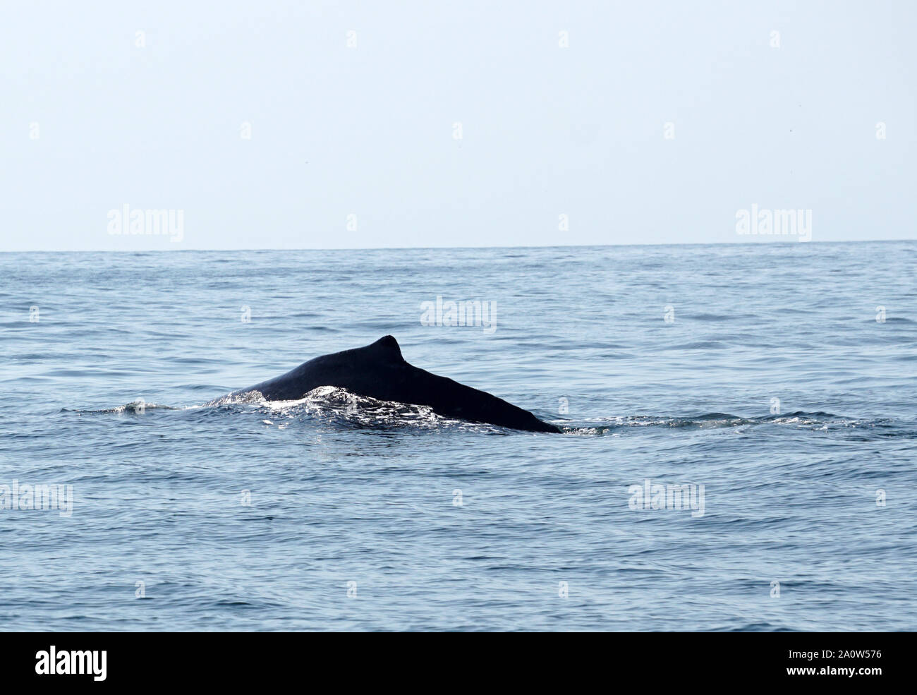 HUMPBACK WHALES ABOVE THE WATER Stock Photo - Alamy